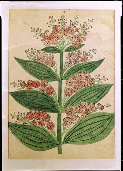 Gentian with imaginary flowers, plate from a seed merchants in Oisans by French School